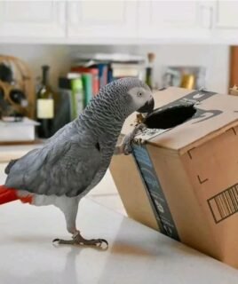 Well Trained Male African Grey Parrot