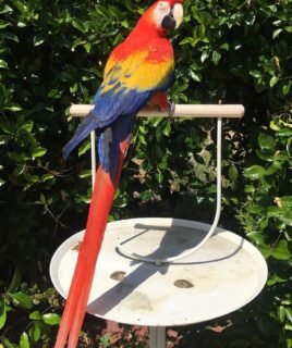 Young Scarlet Male Macaw Parrot