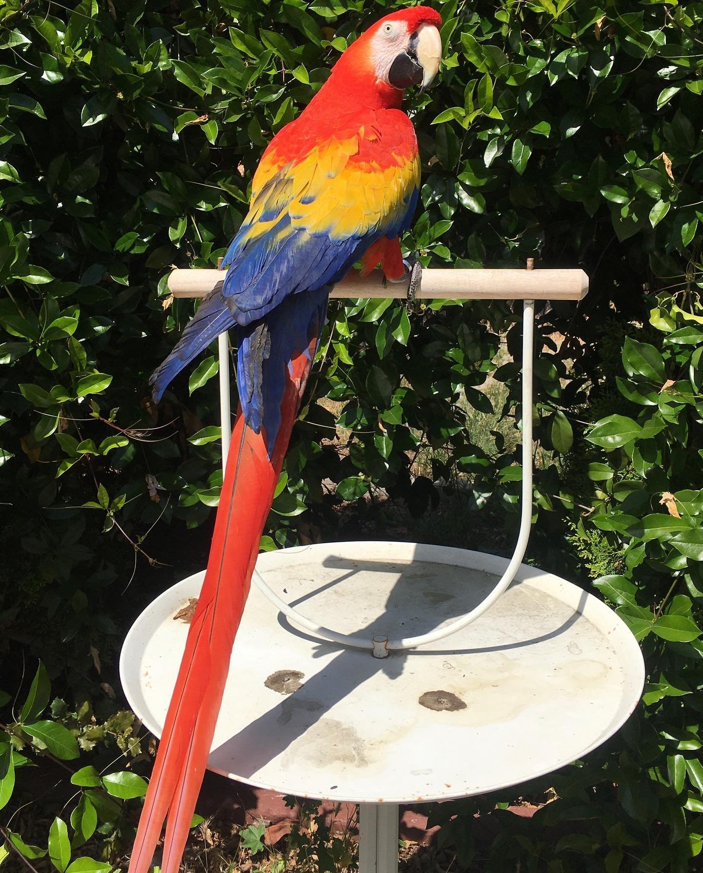 Young Scarlet Male Macaw Parrot Young Scarlet Male Macaw Parrot